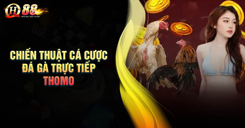 Chiến thuật cá cược trực tiếp đá gà thomo Chiến thuật cá cược trực tiếp đá gà Thomo luôn thắng lớn