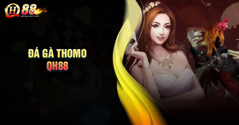 Điểm cuốn hút của trực tiếp đá gà thomo Điểm cuốn hút đá gà trực tiếp Thomo tại QH88