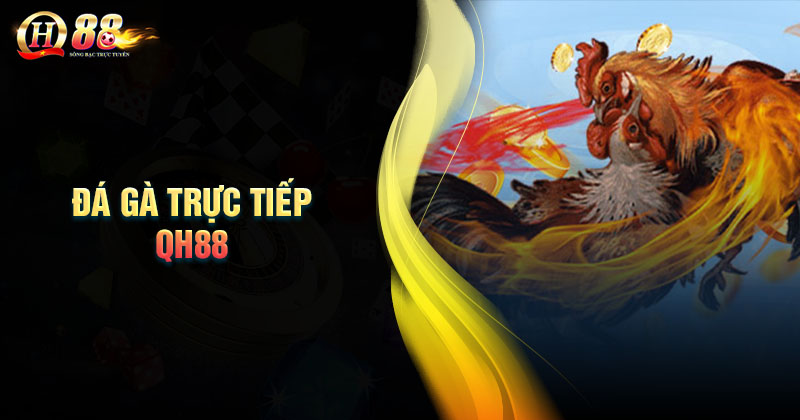 Đôi nét về đá gà trực tiếp QH88 Giới thiệu đôi nét về đá gà trực tiếp QH88
