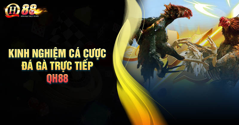 Kinh nghiệm chơi đá gà trực tiếp tại QH88 Kinh nghiệm cá cược đá gà trực tiếp QH88 dễ thắng