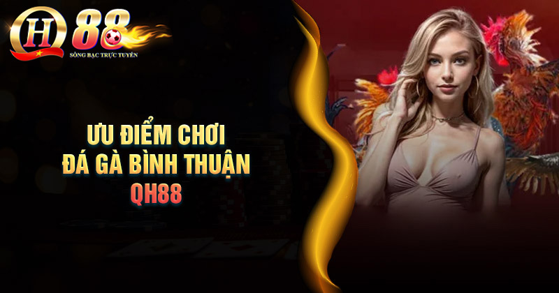 Tại sao đá gà Bình Thuận lại được yêu thích như vậy? Ưu điểm tham gia đá gà Bình thuận tại QH88
